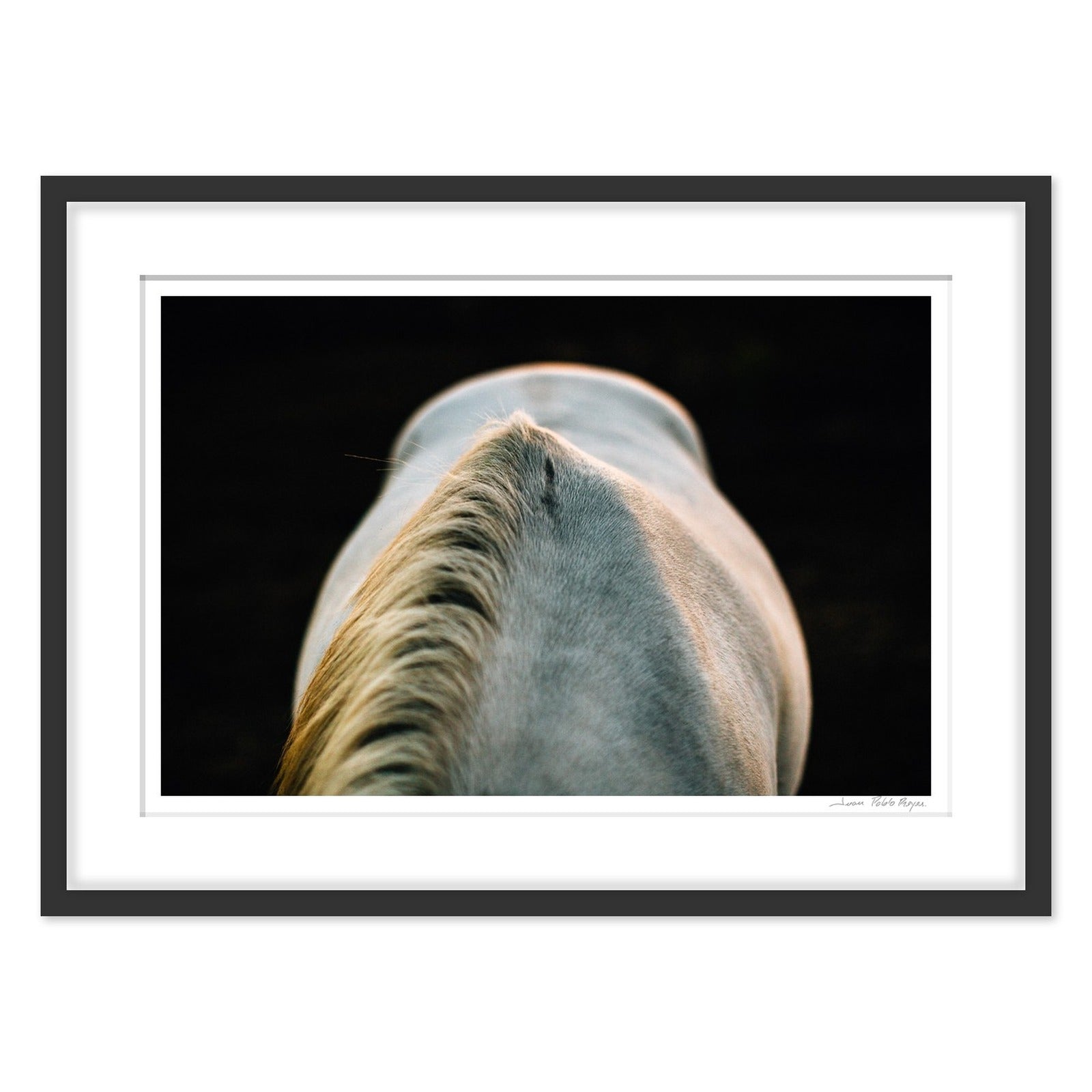 Un caballo a la Luz