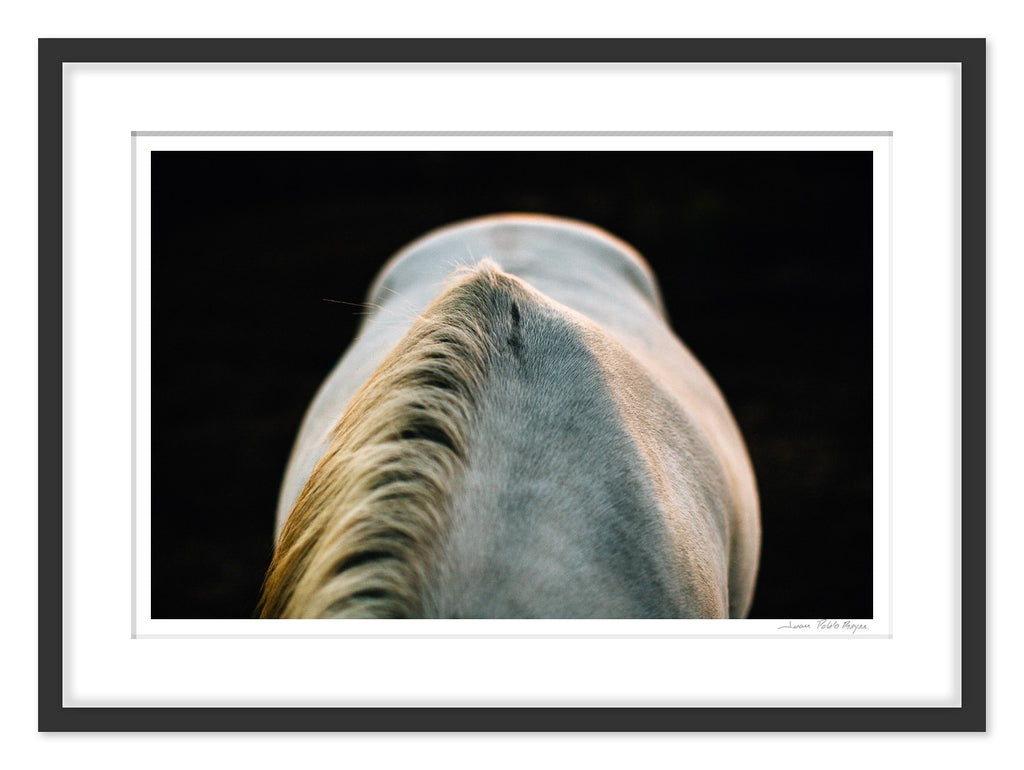Un caballo a la Luz