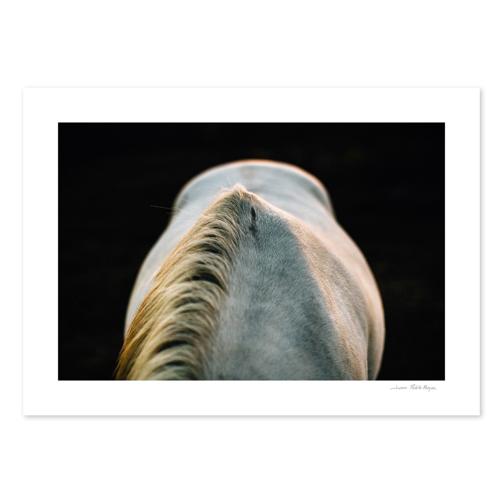 Un caballo a la Luz